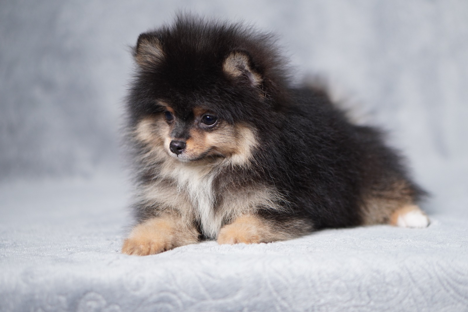 Filhote de Lulu da Pomerânia com pelagem escura, fotografado em estúdio.